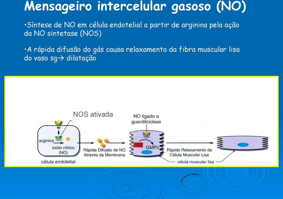 sintetase (NOS) A rápida difusão do gás causa