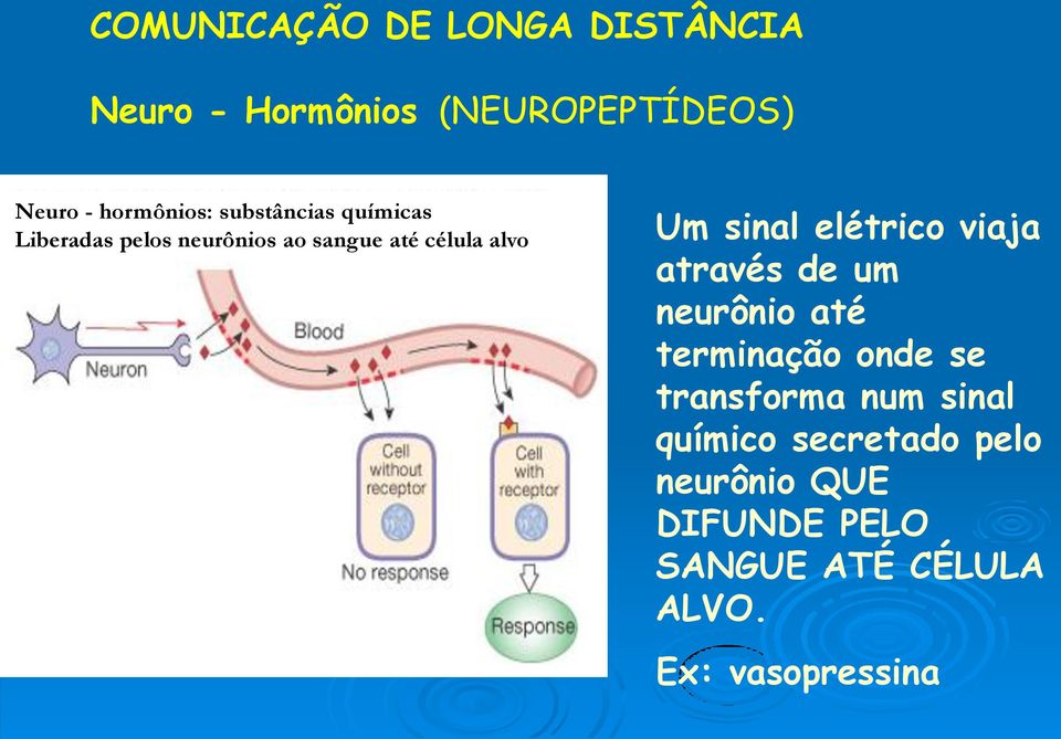 elétrico viaja através de um neurônio até terminação onde se transforma num sinal