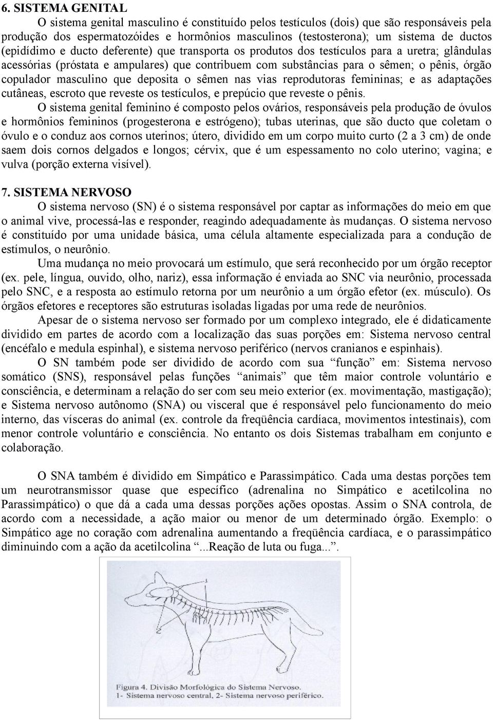 copulador masculino que deposita o sêmen nas vias reprodutoras femininas; e as adaptações cutâneas, escroto que reveste os testículos, e prepúcio que reveste o pênis.