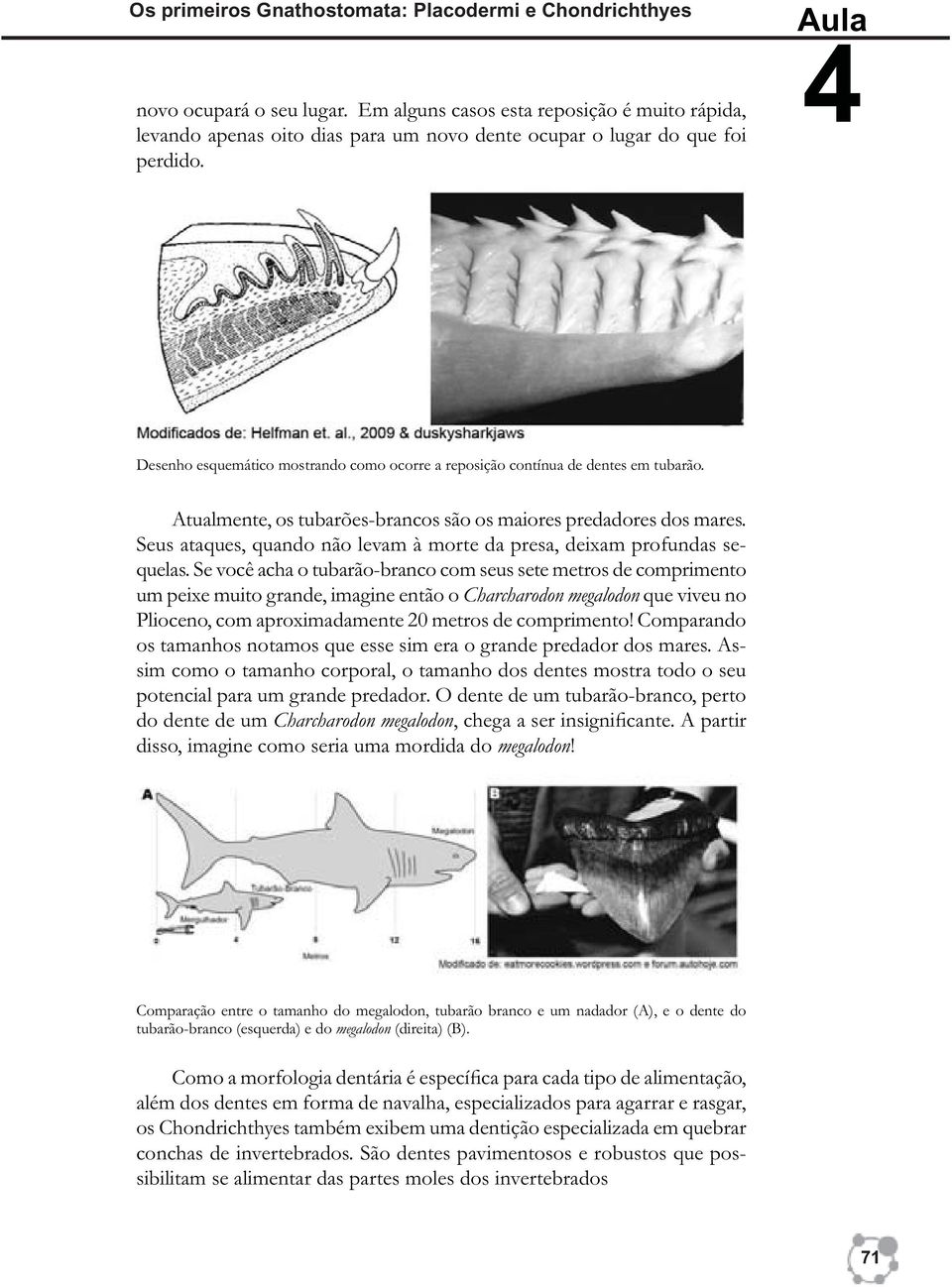 Aula 4 Desenho esquemático mostrando como ocorre a reposição contínua de dentes em tubarão. Atualmente, os tubarões-brancos são os maiores predadores dos mares.