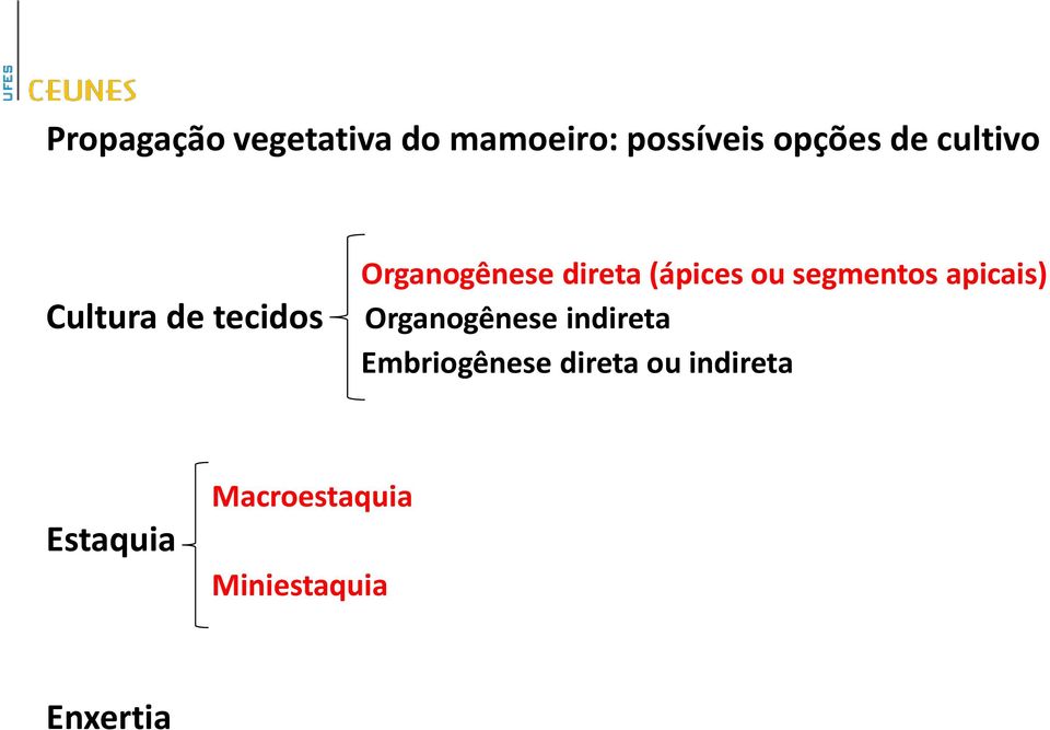 segmentos apicais) Organogênese indireta Embriogênese