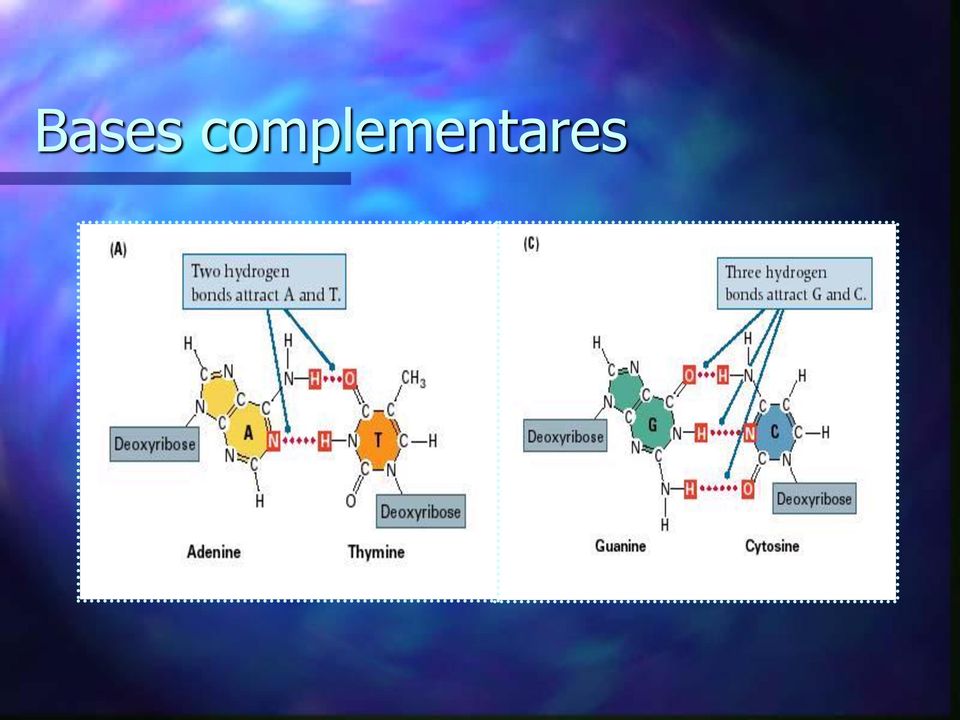 hidrogênio com Timina Citosina estabelece três