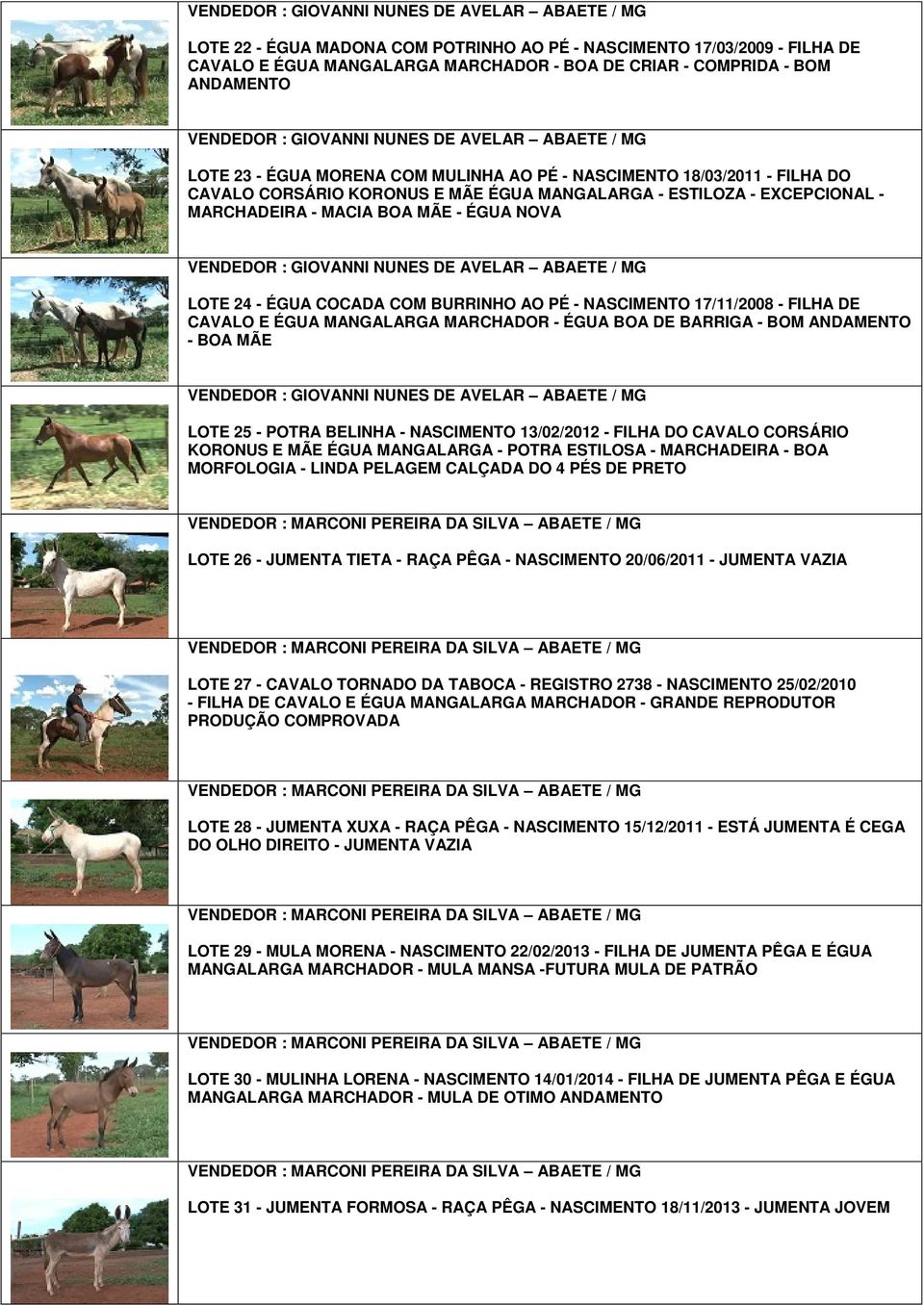 17/11/2008 - FILHA DE CAVALO E ÉGUA MANGALARGA MARCHADOR - ÉGUA BOA DE BARRIGA - BOM ANDAMENTO - BOA MÃE LOTE 25 - POTRA BELINHA - NASCIMENTO 13/02/2012 - FILHA DO CAVALO CORSÁRIO KORONUS E MÃE ÉGUA