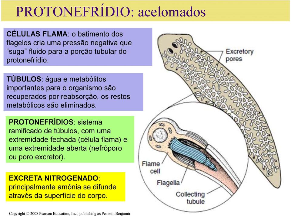 PROTONEFRÍDIOS: sistema ramificado de túbulos, com uma extremidade fechada (célula flama) e uma extremidade aberta (nefróporo ou poro excretor).