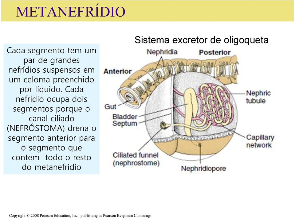 Cada nefrídio ocupa dois segmentos porque o canal ciliado (NEFRÓSTOMA) drena o segmento