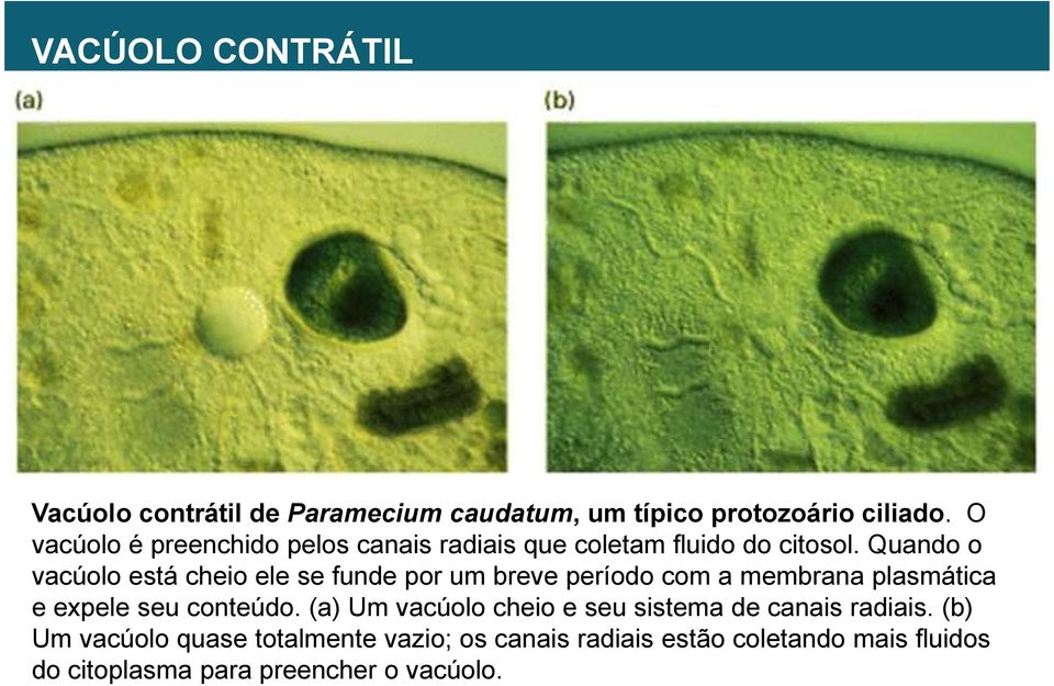 Quando o vacúolo está cheio ele se funde por um breve período com a membrana plasmática e expele seu conteúdo.