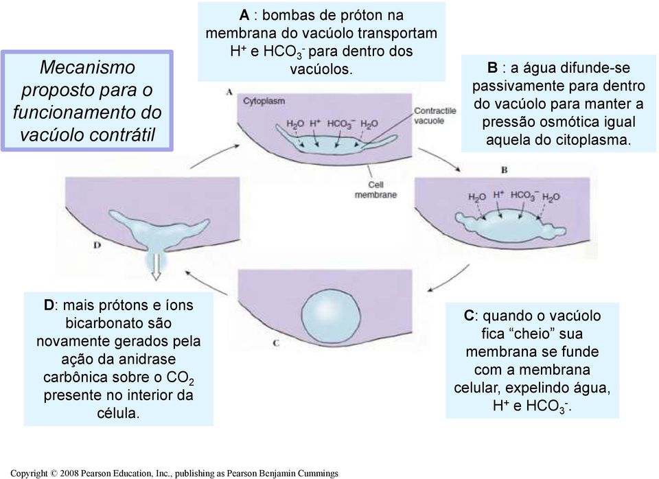 D: mais prótons e íons bicarbonato são novamente gerados pela ação da anidrase carbônica sobre o CO 2 presente no interior da célula.