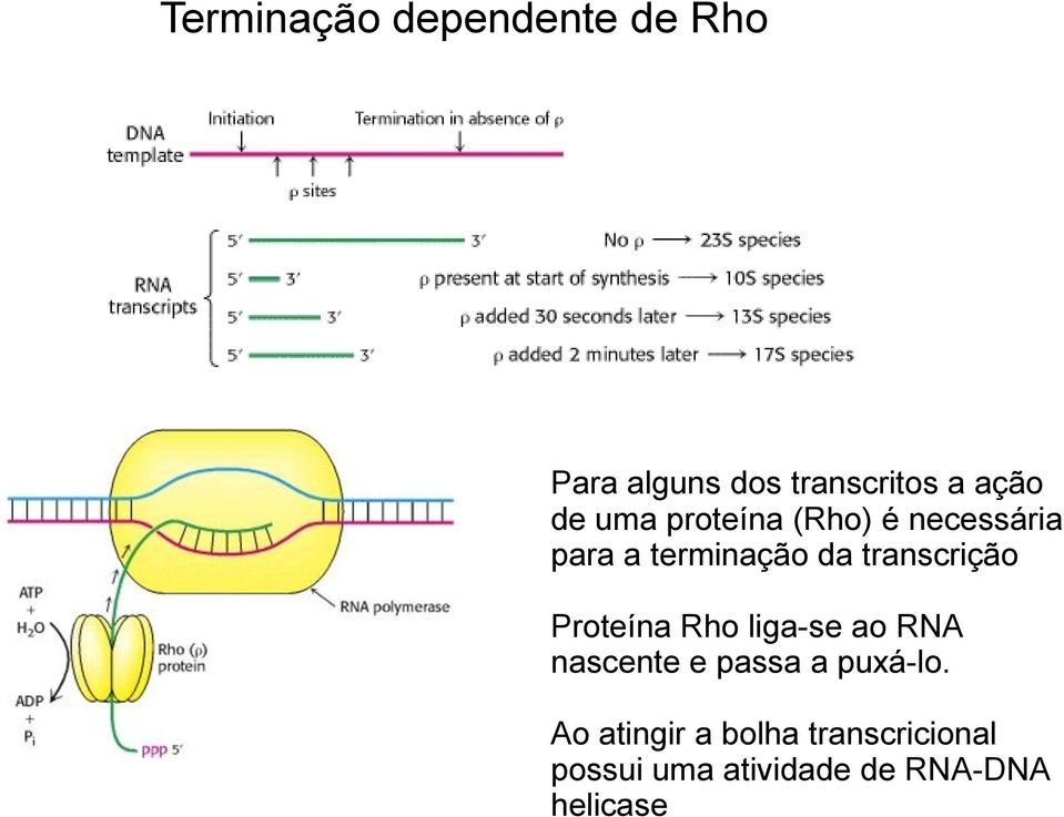 transcrição Proteína Rho liga-se ao RNA nascente e passa a