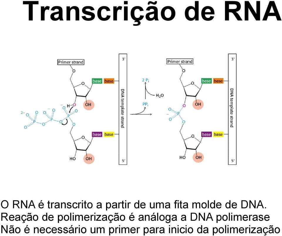 Reação de polimerização é análoga a DNA