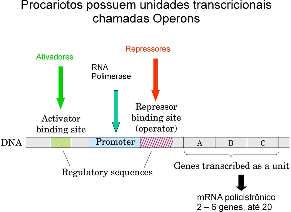 Ativadores RNA Polimerase