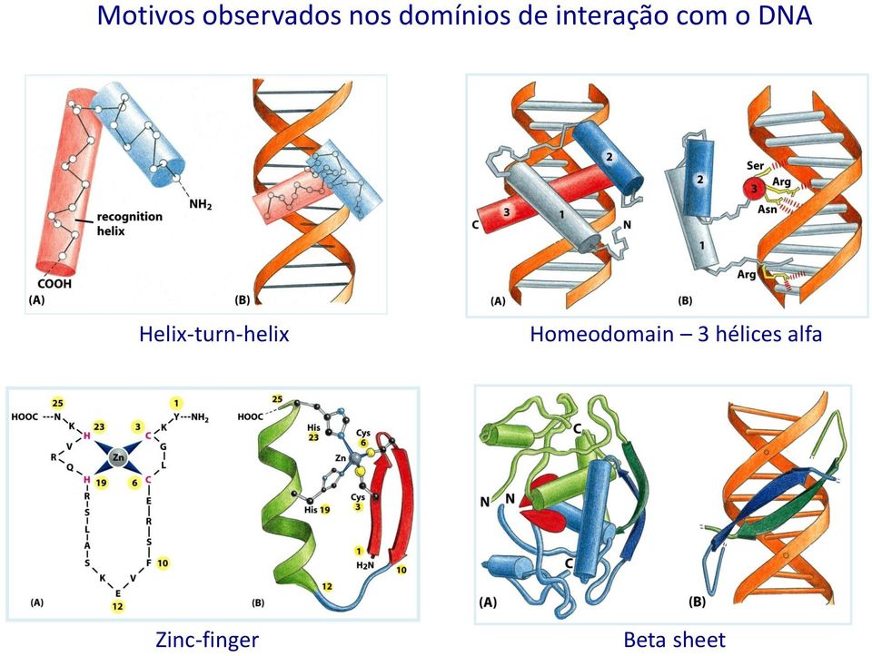DNA Helix-turn-helix