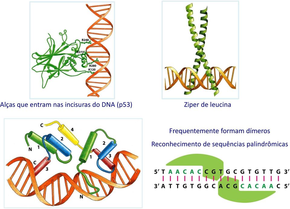 Frequentemente formam dímeros