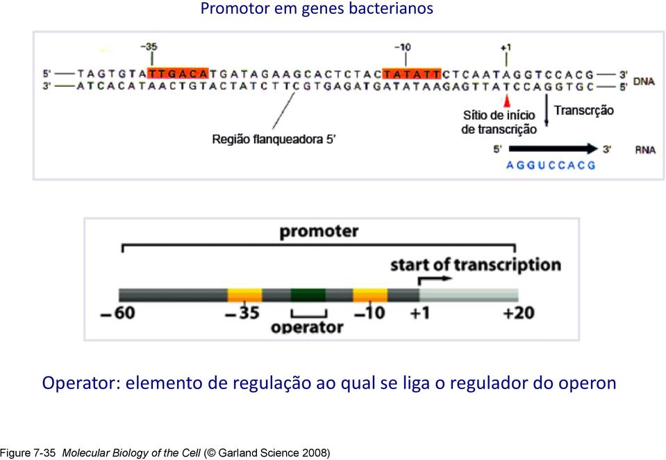 regulador do operon Figure 7-35 Molecular