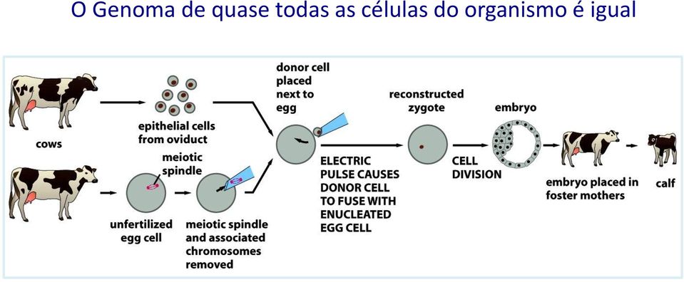 as células do