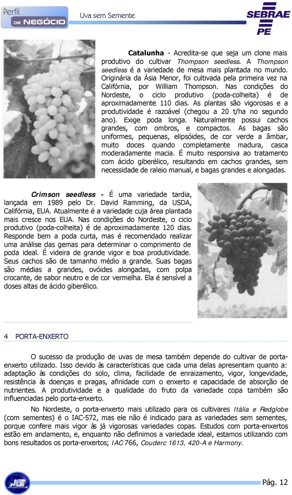 As plantas são vigorosas e a produtividade é razoável (chegou a 20 t/ha no segundo ano). Exige poda longa. Naturalmente possui cachos grandes, com ombros, e compactos.