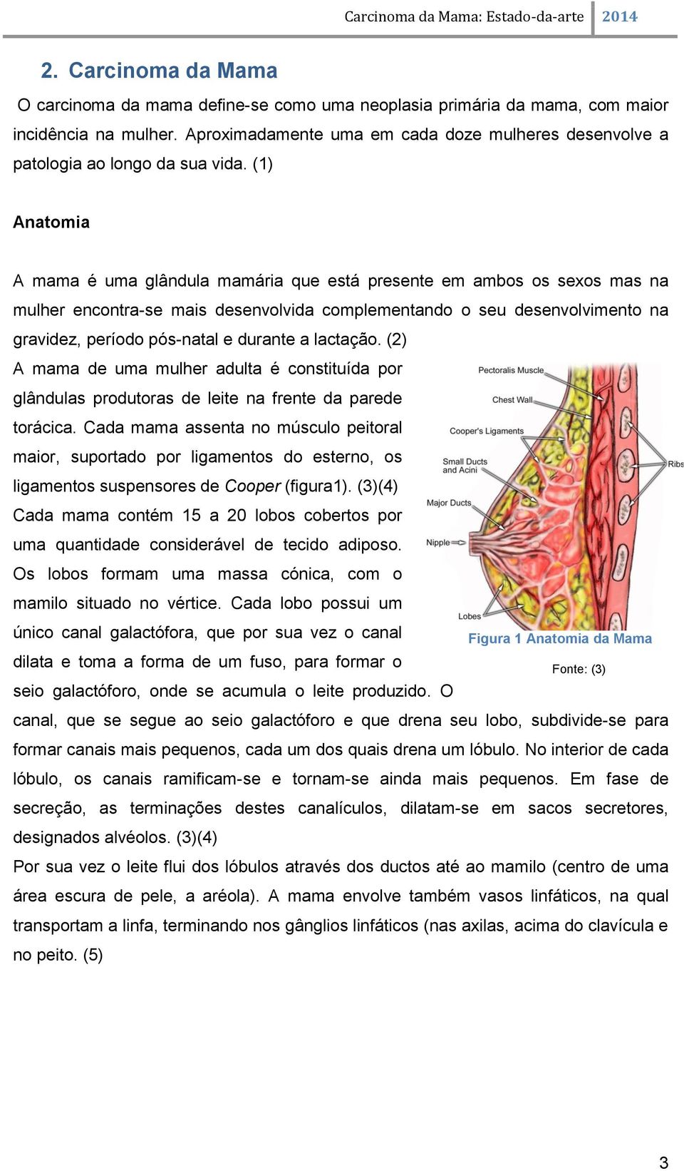 (1) Anatomia A mama é uma glândula mamária que está presente em ambos os sexos mas na mulher encontra-se mais desenvolvida complementando o seu desenvolvimento na gravidez, período pós-natal e