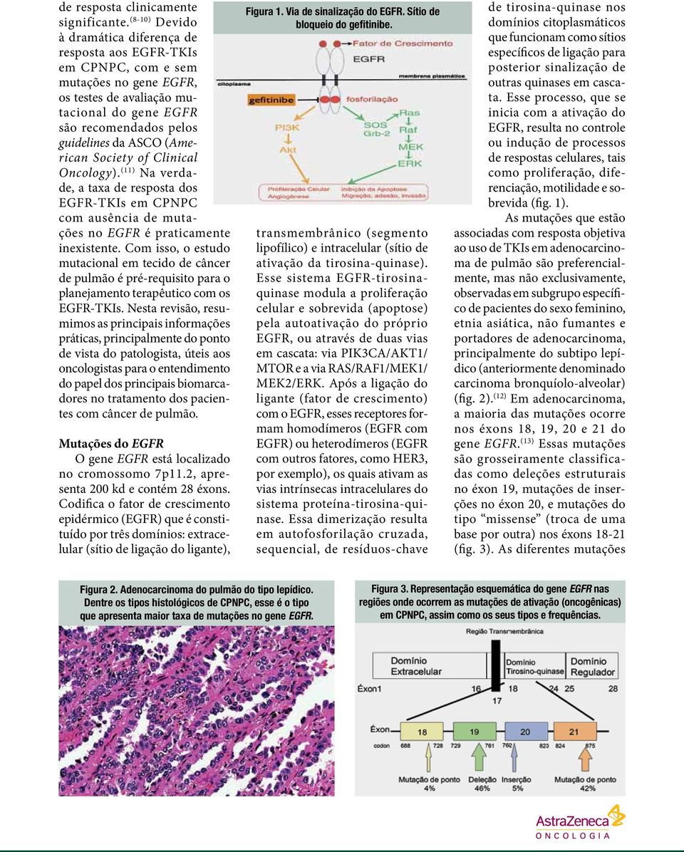 (American Society of Clinical Oncology). (11) Na verdade, a taxa de resposta dos EGFR-TKIs em CPNPC com ausência de mutações no EGFR é praticamente inexistente.