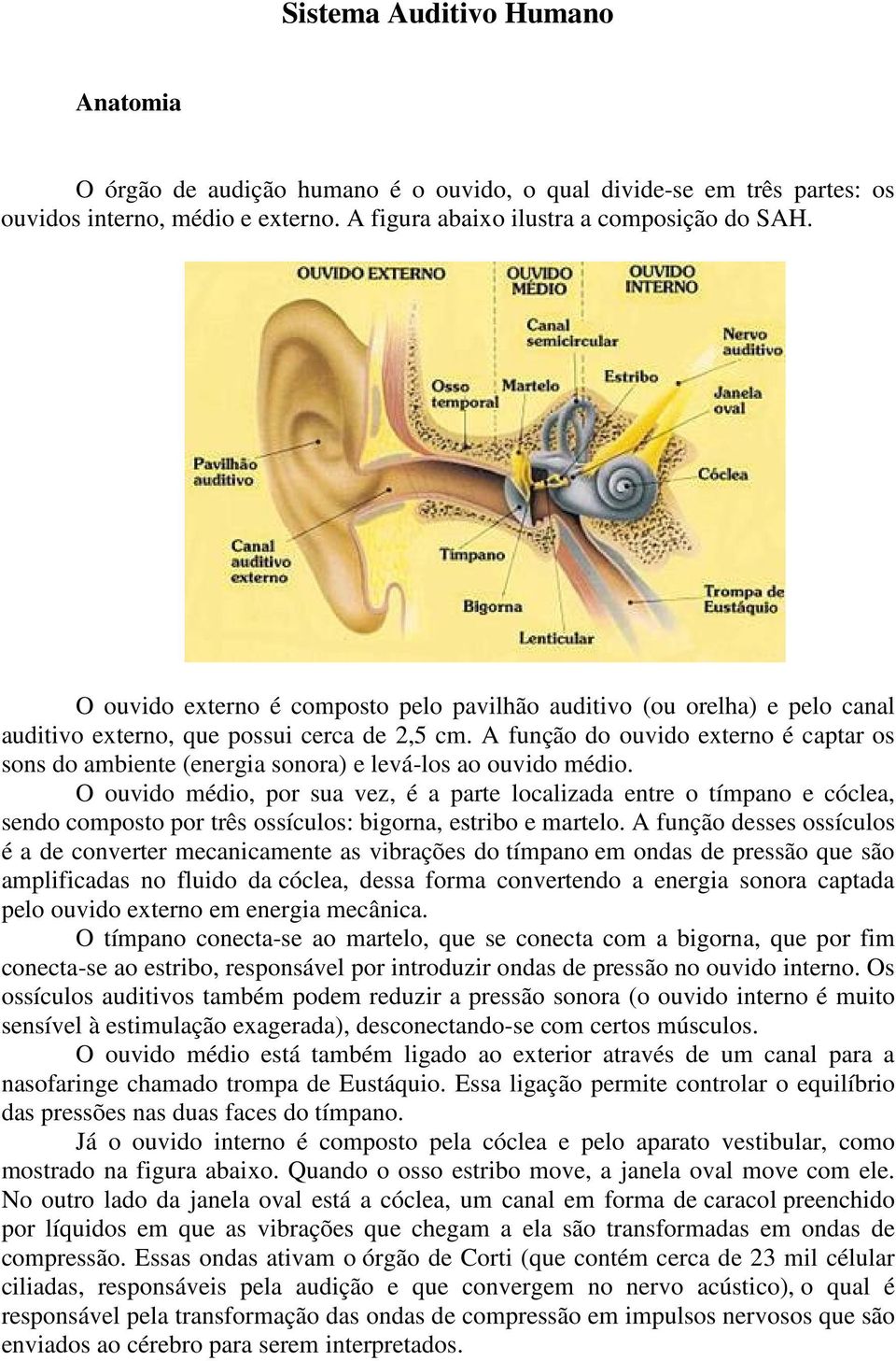 A função do ouvido externo é captar os sons do ambiente (energia sonora) e levá-los ao ouvido médio.