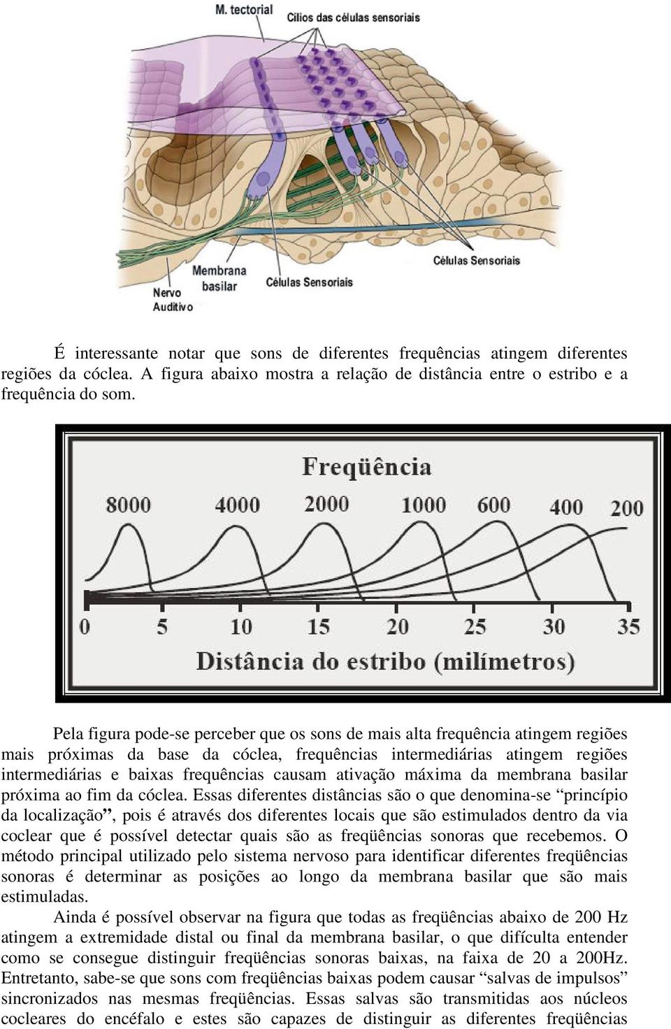 ativação máxima da membrana basilar próxima ao fim da cóclea.