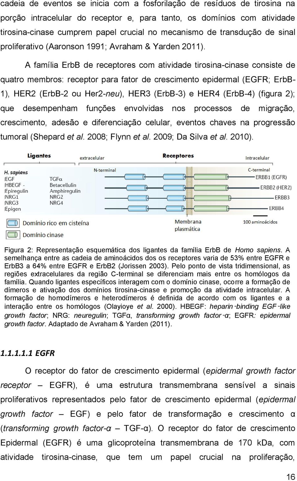 A família ErbB de receptores com atividade tirosina-cinase consiste de quatro membros: receptor para fator de crescimento epidermal (EGFR; ErbB- 1), HER2 (ErbB-2 ou Her2-neu), HER3 (ErbB-3) e HER4