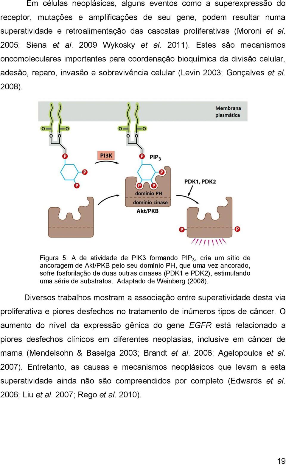 Estes são mecanismos oncomoleculares importantes para coordenação bioquímica da divisão celular, adesão, reparo, invasão e sobrevivência celular (Levin 2003; Gonçalves et al. 2008).