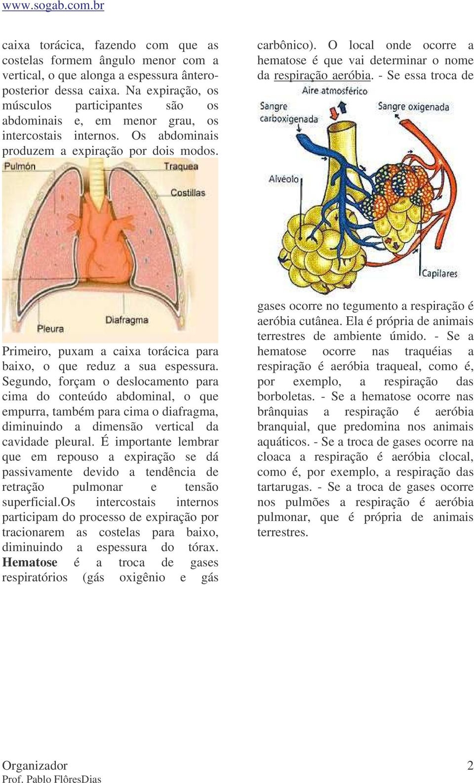 O local onde ocorre a hematose é que vai determinar o nome da respiração aeróbia. - Se essa troca de Primeiro, puxam a caixa torácica para baixo, o que reduz a sua espessura.