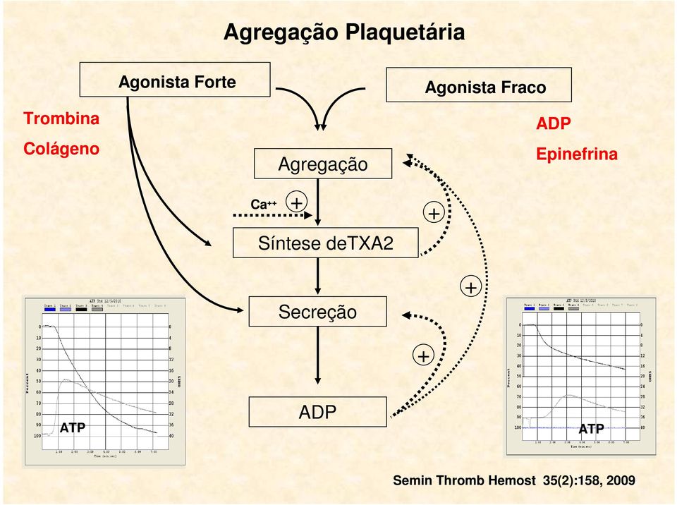 Agregação + Síntese detxa2 + ADP Epinefrina