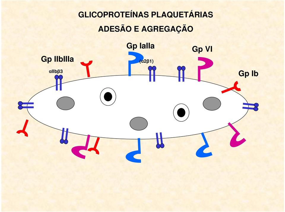 AGREGAÇÃO Gp IIbIIIa