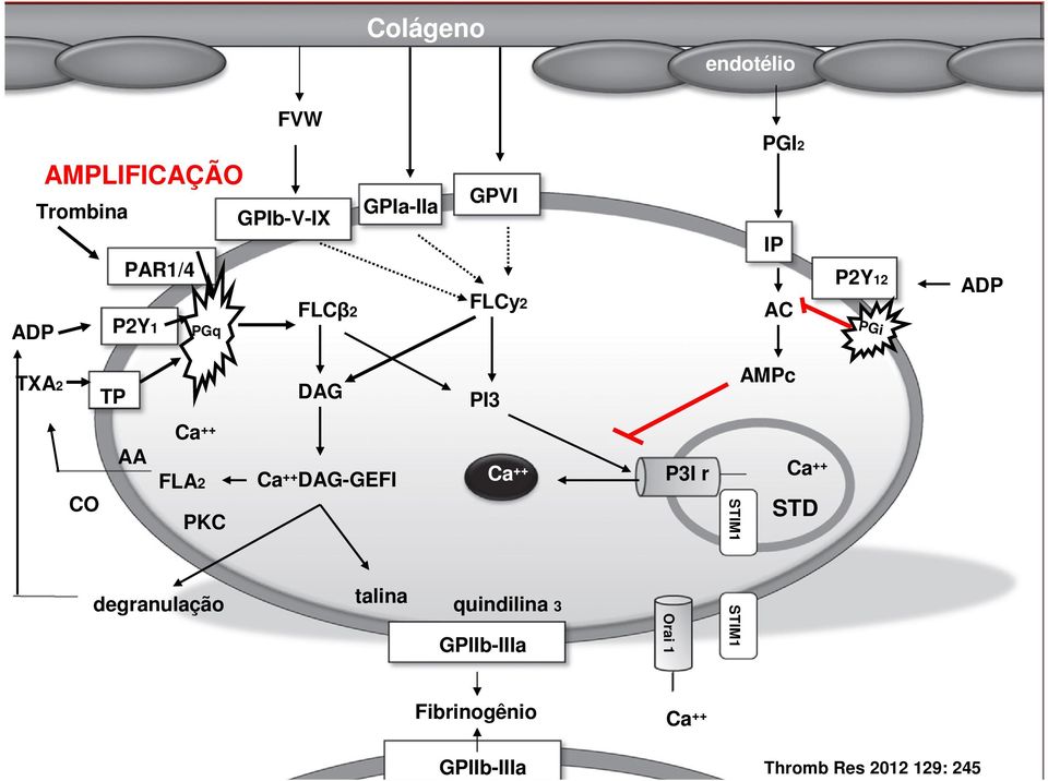 CO PKC degranulação Ca ++ DAG-GEFI talina Ca ++ quindilina 3 GPIIb-IIIa P3I r