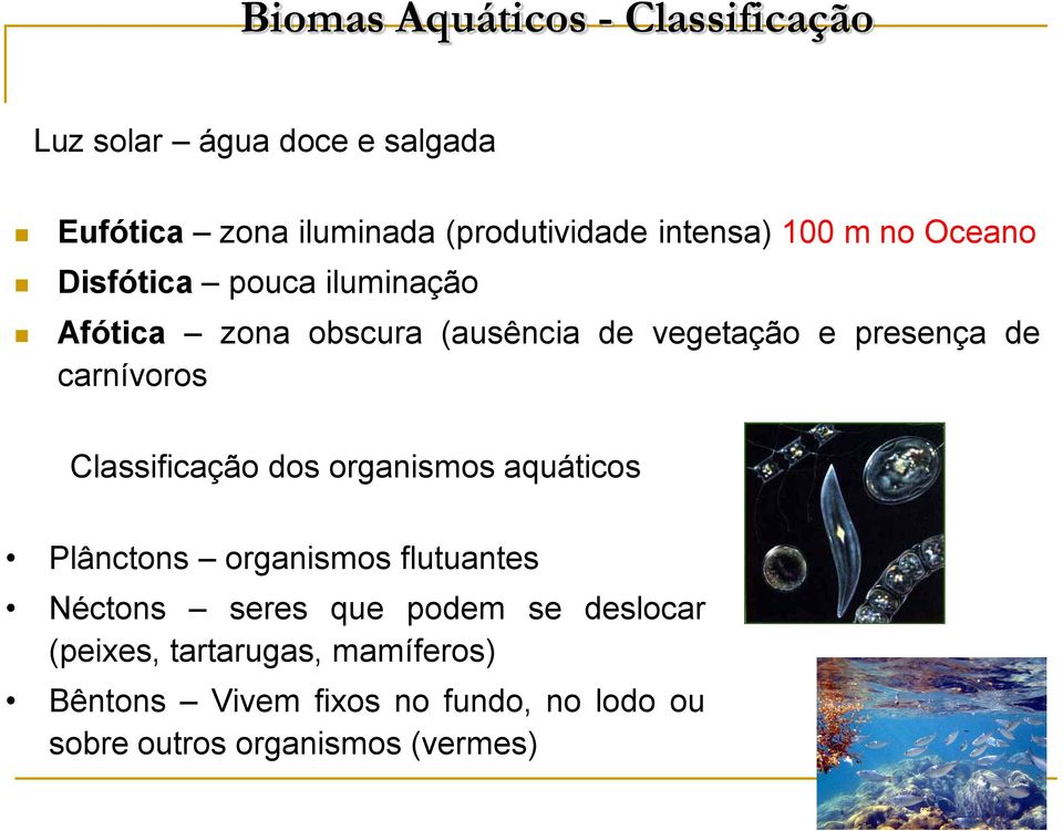 de carnívoros Classificação dos organismos aquáticos Plânctons organismos flutuantes Néctons seres que podem