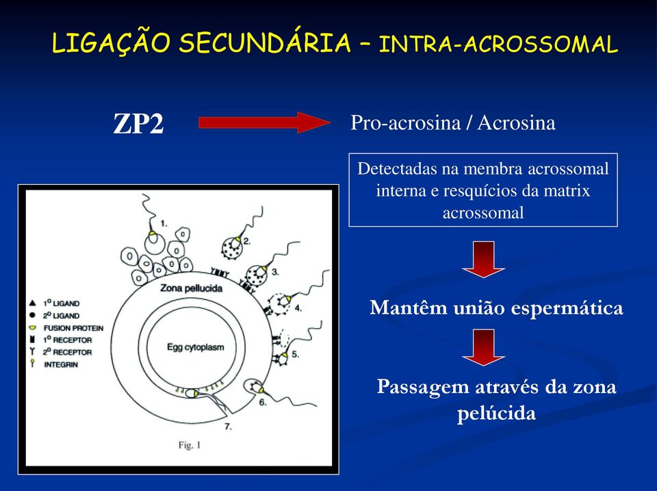 acrossomal interna e resquícios da matrix