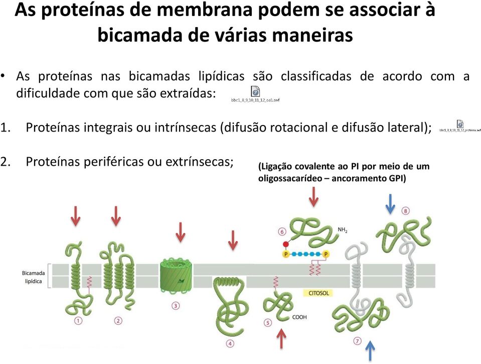 Proteínas integrais ou intrínsecas (difusão rotacional e difusão lateral); 2.