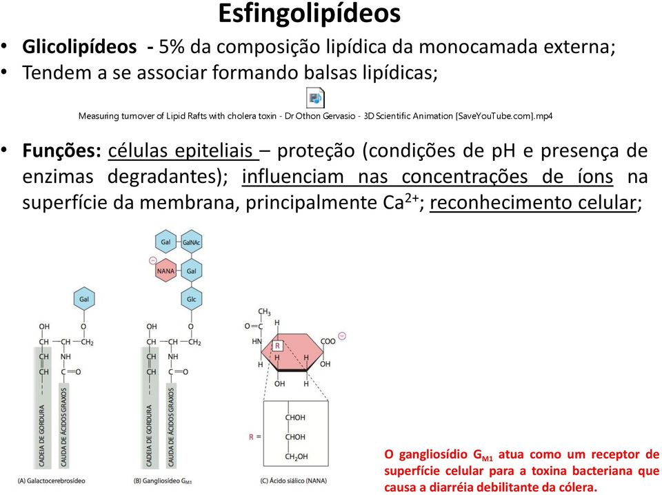 influenciam nas concentrações de íons na superfície da membrana, principalmente Ca 2+ ; reconhecimento celular; O