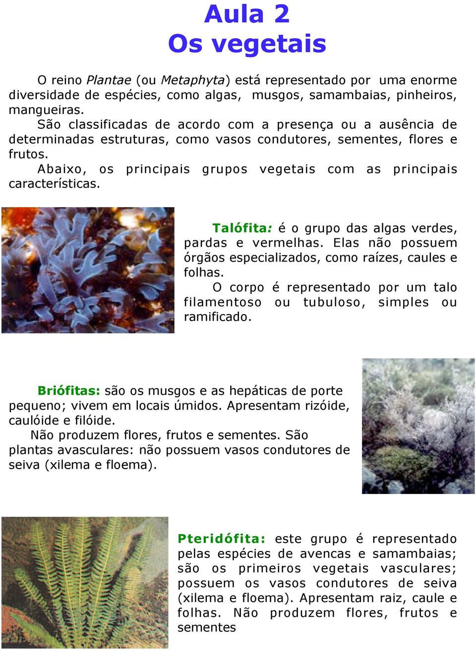 Abaixo, os principais grupos vegetais com as principais características. Talófita: é o grupo das algas verdes, pardas e vermelhas. Elas não possuem órgãos especializados, como raízes, caules e folhas.