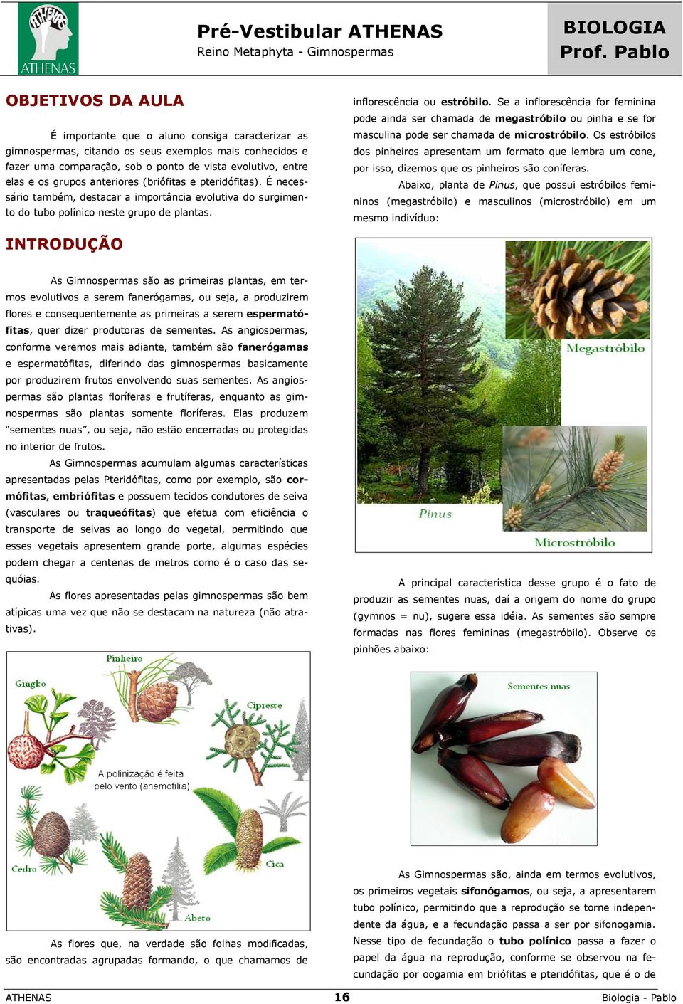 grupos anteriores (briófitas e pteridófitas). É necessário também, destacar a importância evolutiva do surgimento do tubo polínico neste grupo de plantas. inflorescência ou estróbilo.