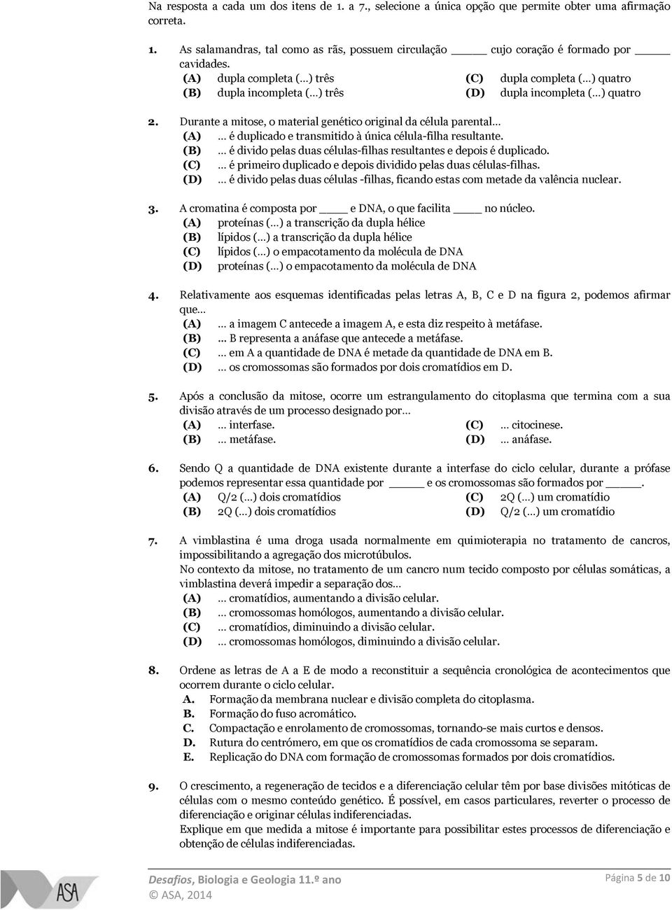 Durante a mitose, o material genético original da célula parental (A) é duplicado e transmitido à única célula-filha resultante.