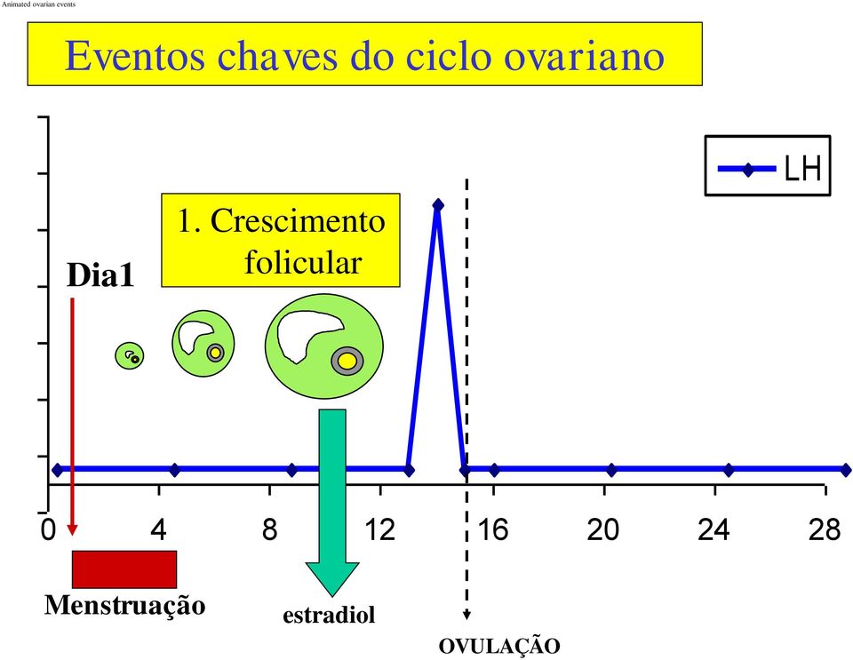 Crescimento folicular LH 0 4 8 12