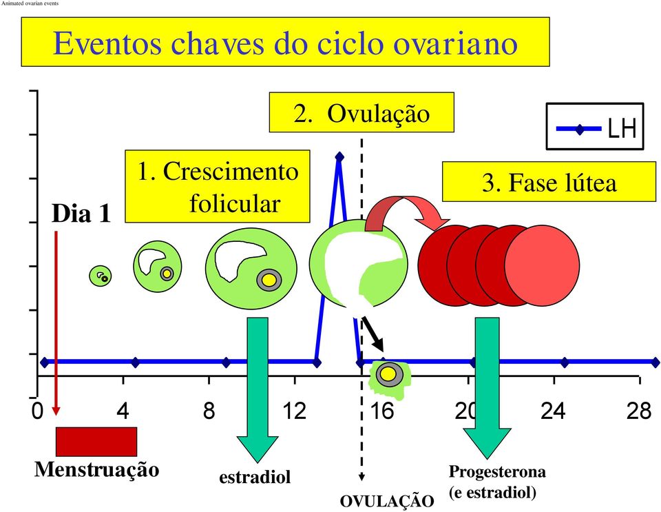 Ovulação 3.