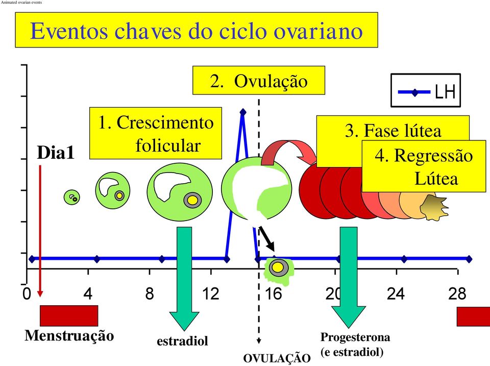 Fase lútea function 4.