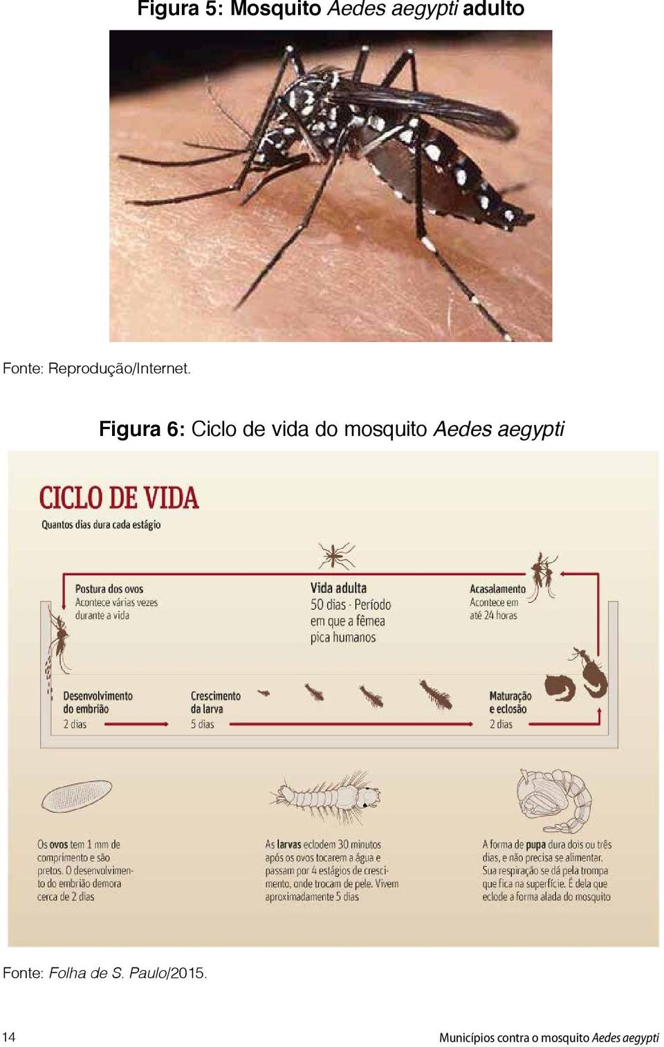 Figura 6: Ciclo de vida do mosquito Aedes