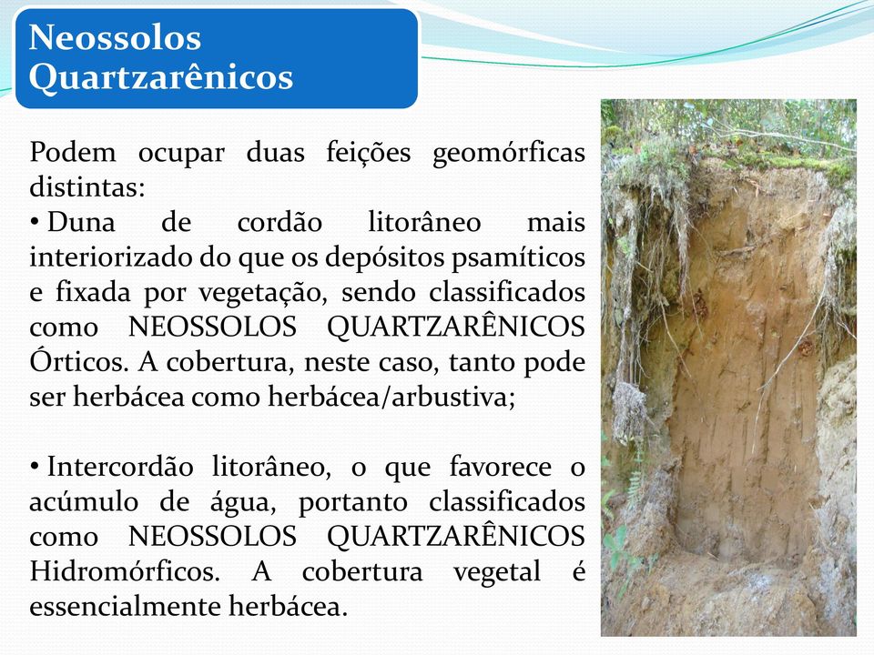 A cobertura, neste caso, tanto pode ser herbácea como herbácea/arbustiva; Intercordão litorâneo, o que favorece o