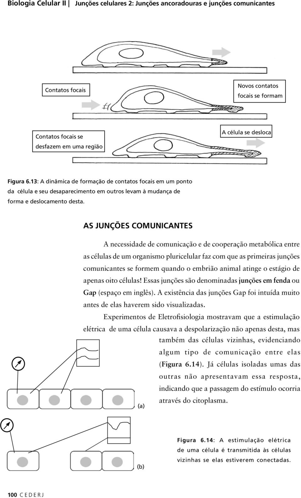 AS JUNÇÕES COMUNICANTES A necessidade de comunicação e de cooperação metabólica entre as células de um organismo pluricelular faz com que as primeiras junções comunicantes se formem quando o embrião