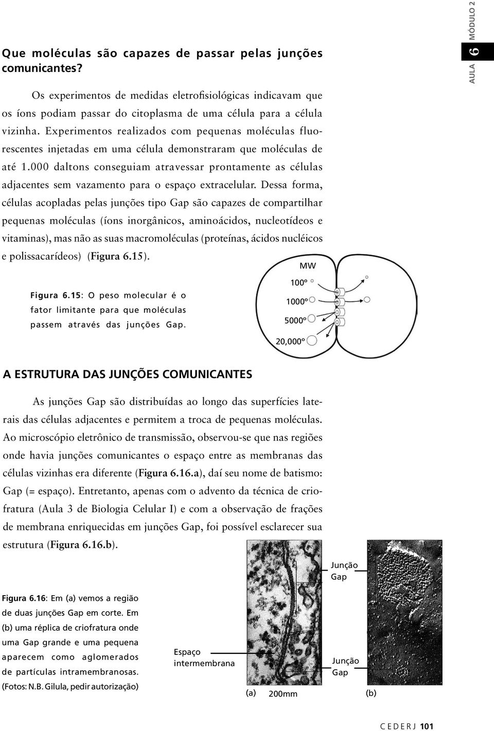 Experimentos realizados com pequenas moléculas fluorescentes injetadas em uma célula demonstraram que moléculas de até 1.