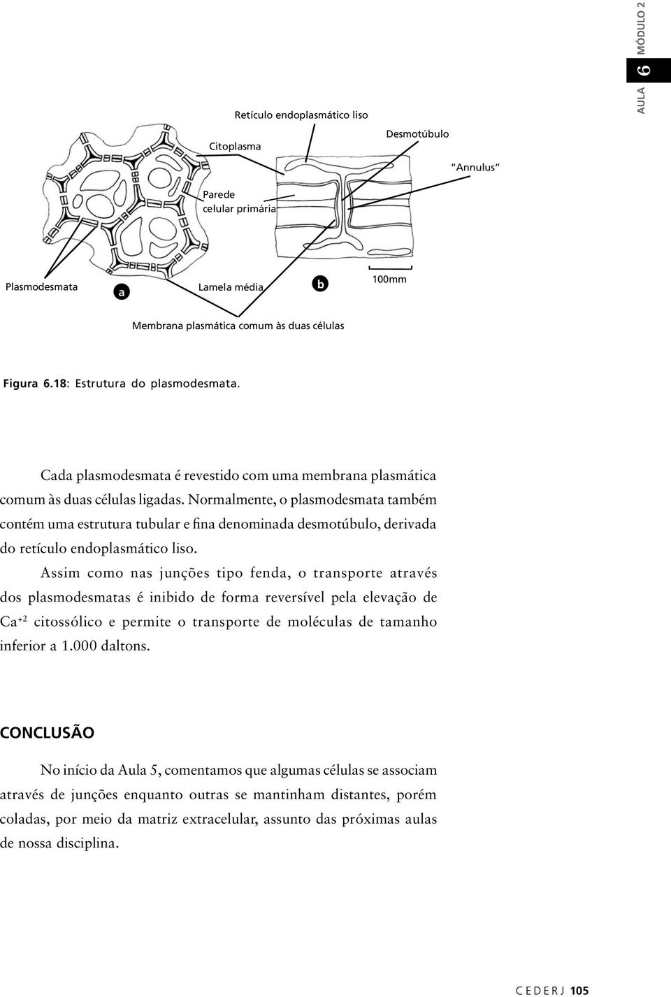 Normalmente, o plasmodesmata também contém uma estrutura tubular e fina denominada desmotúbulo, derivada do retículo endoplasmático liso.