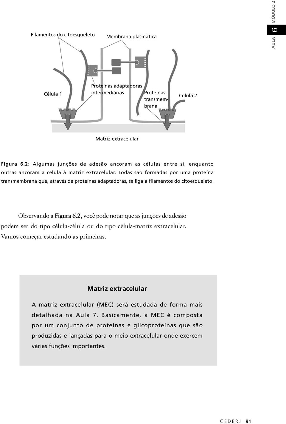 Todas são formadas por uma proteína transmembrana que, através de proteínas adaptadoras, se liga a filamentos do citoesqueleto. Observando a Figura 6.