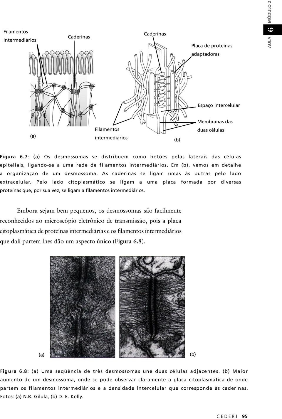 As caderinas se ligam umas às outras pelo lado extracelular. Pelo lado citoplasmático se ligam a uma placa formada por diversas proteínas que, por sua vez, se ligam a filamentos intermediários.