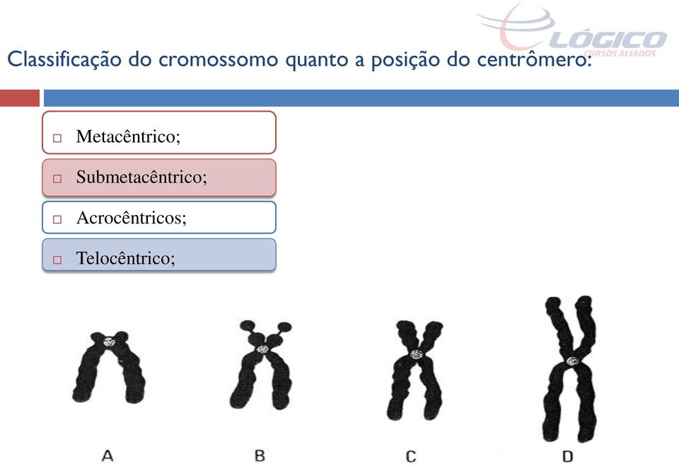 centrômero: Metacêntrico;