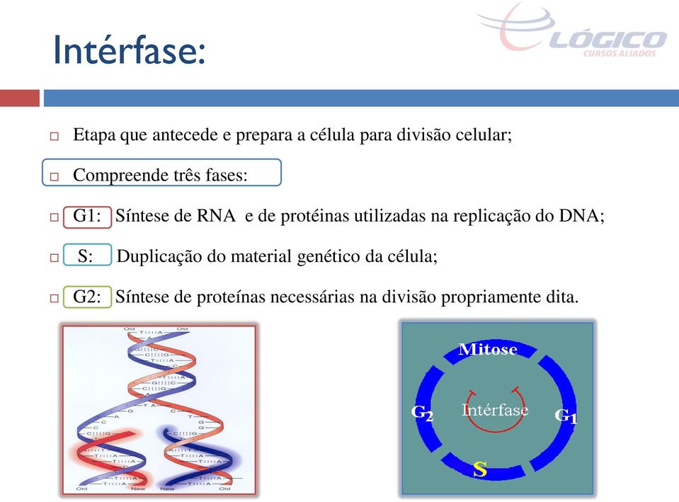 utilizadas na replicação do DNA; S: Duplicação do material genético