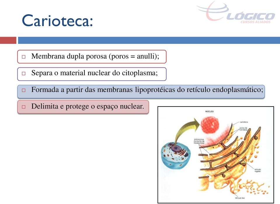 partir das membranas lipoprotéicas do retículo