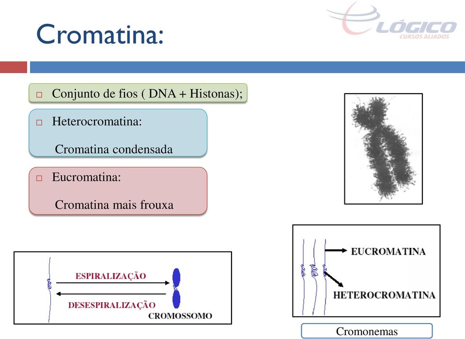Heterocromatina: Cromatina